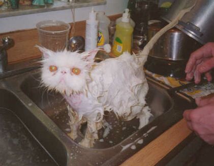 Eval Cat!!1