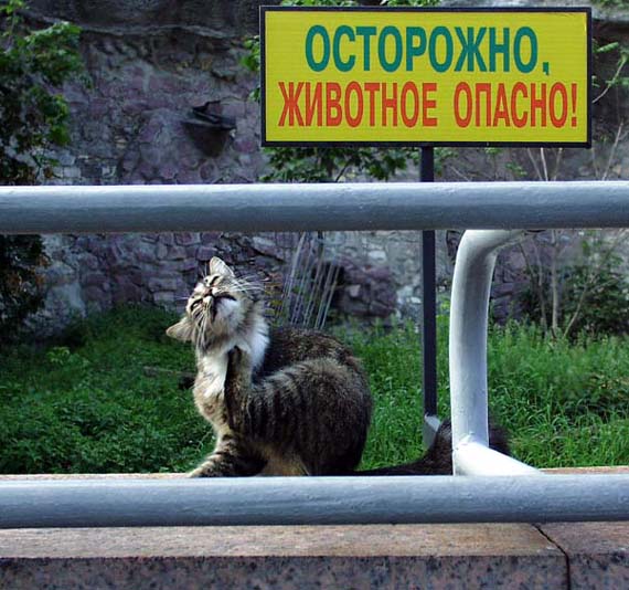 Опасное животное