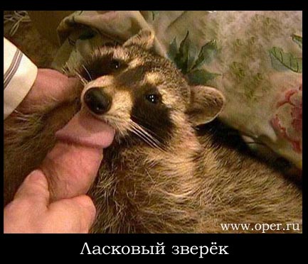 Ласковый зверёк   [RRR]  