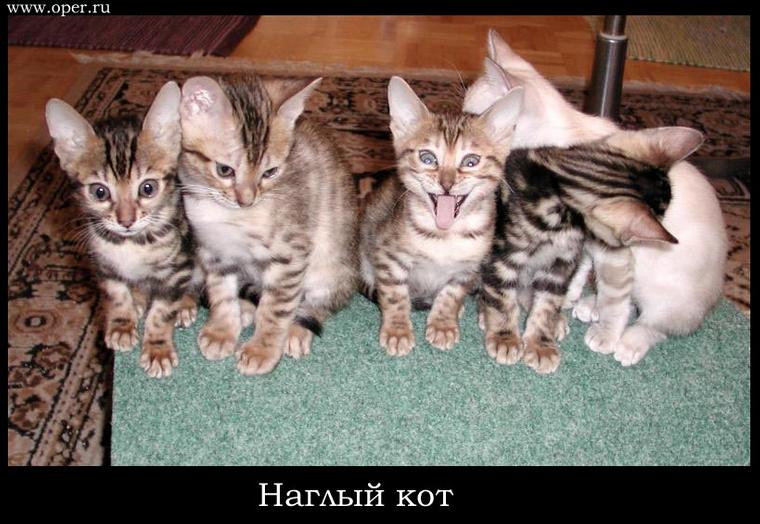 Наглый кот