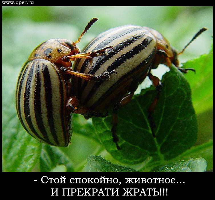 Жучара