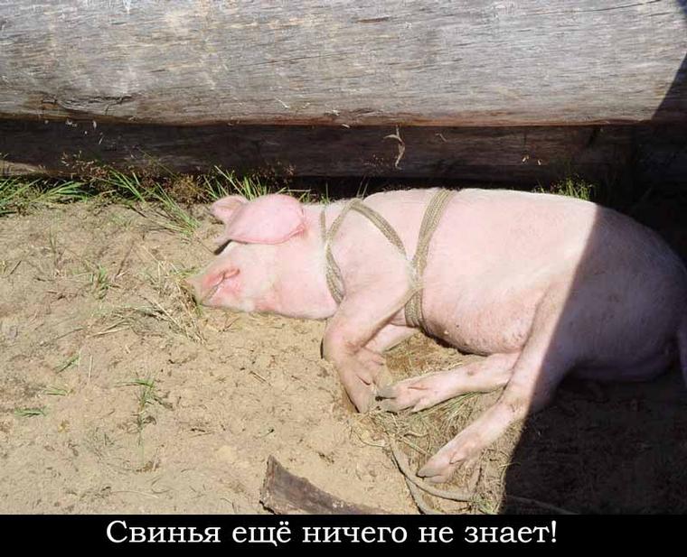 Дрыхнет