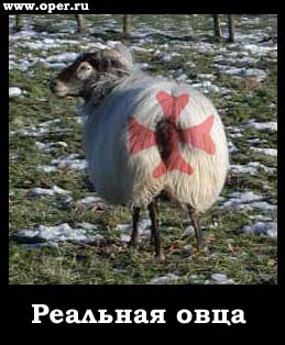 Овца