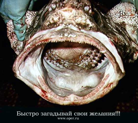 Золотая рыбка