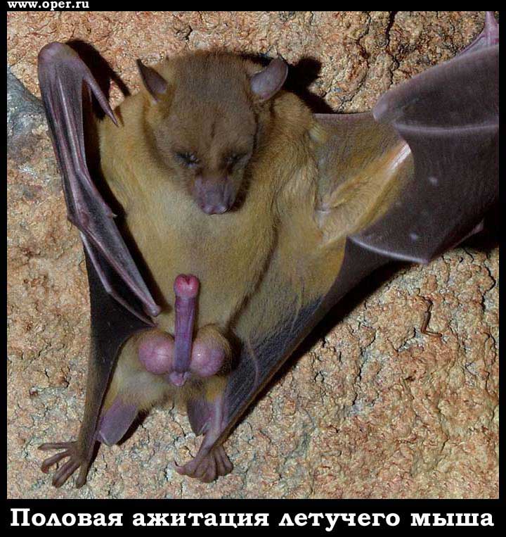 Ажитация   [R]  