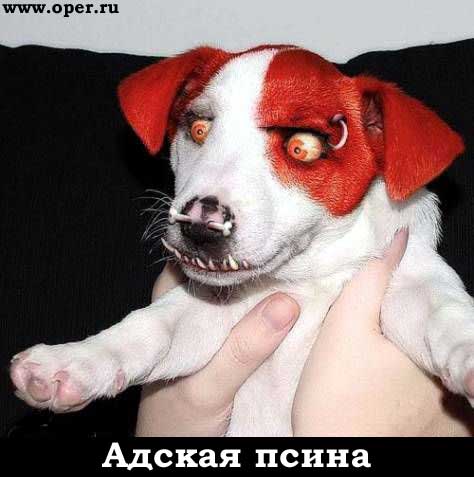 Адская псина