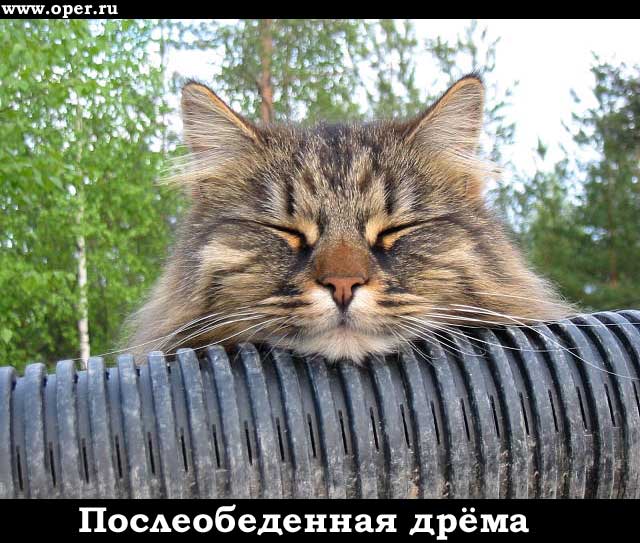 Послеобеденная дрёма