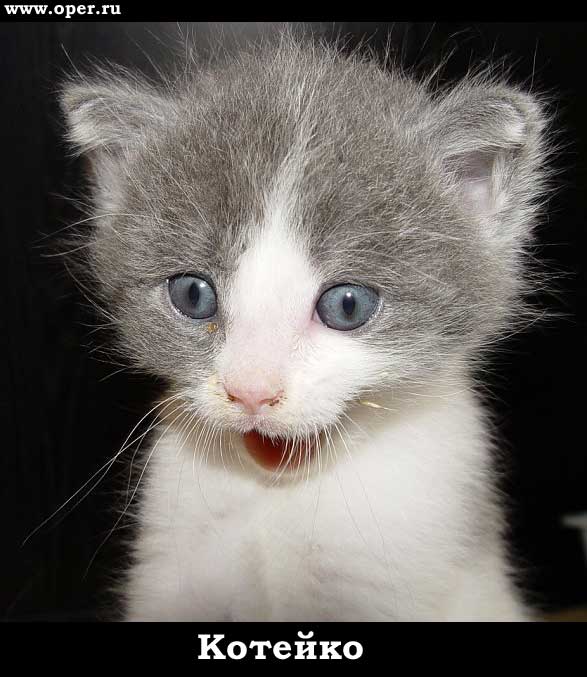 Котейко