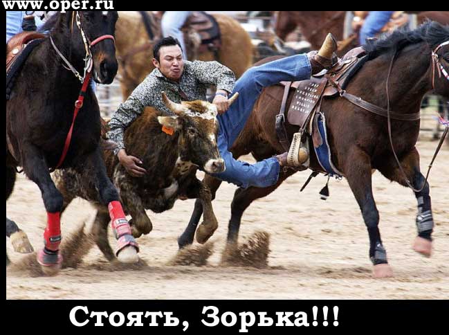 Стоять, Зорька!