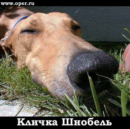 Кличка Шнобель