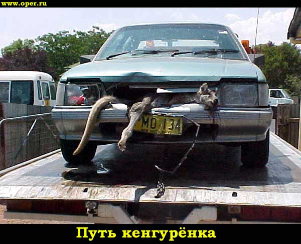 Путь кенгурёнка
