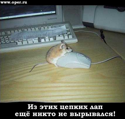 Мыши