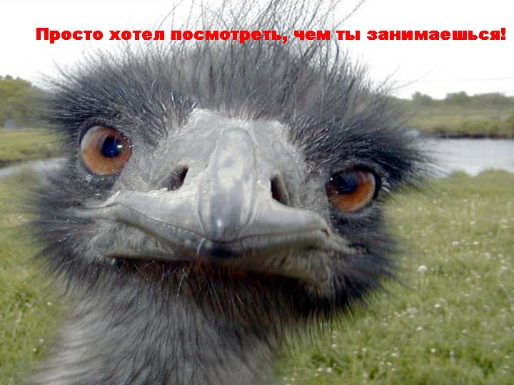 Любопытный птыс