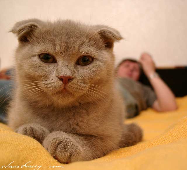 Загадочный кот