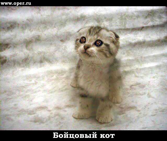 Бойцовый кот