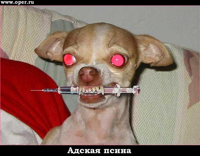 Собачка
