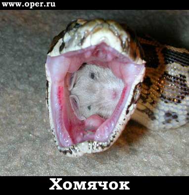Хомячок 