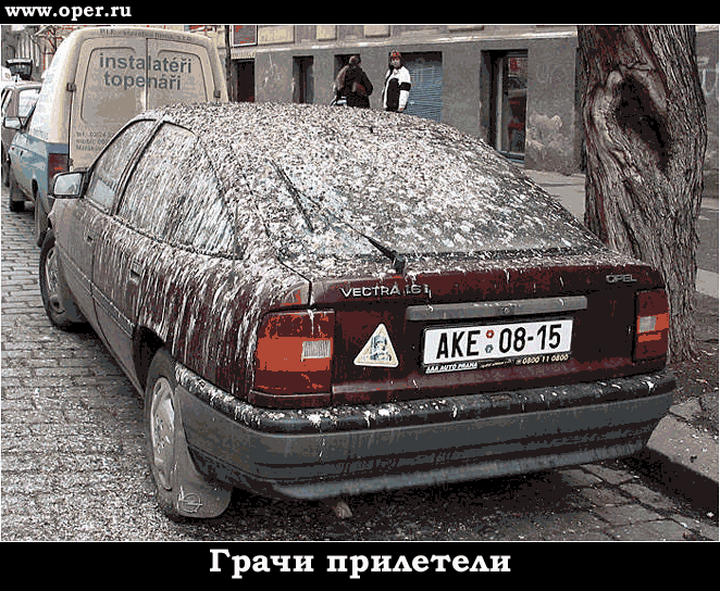 Грачи прилетели