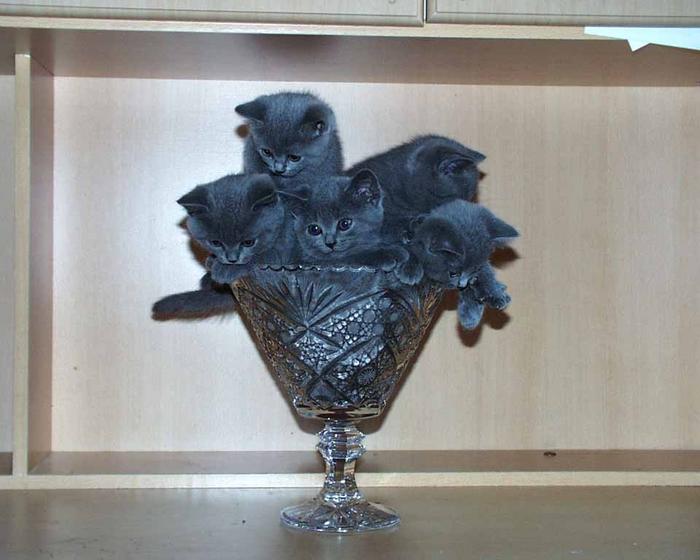 Букет котов