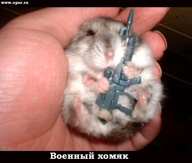 Военный хомяк