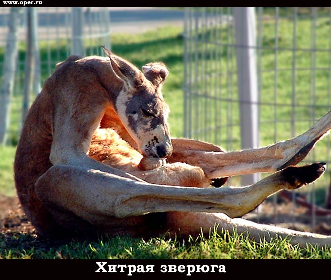 Хитрый 