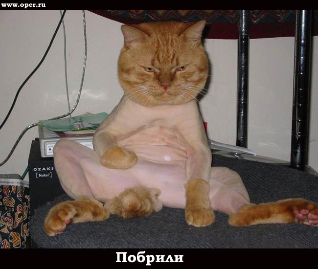 Побрили