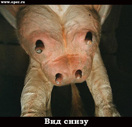 Вид снизу