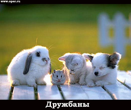 Дружбаны