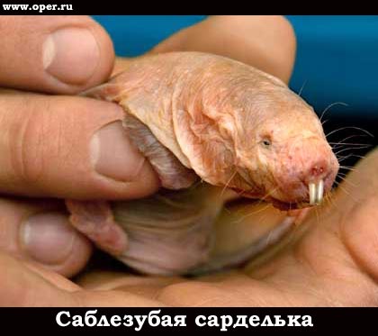 Саблезубая