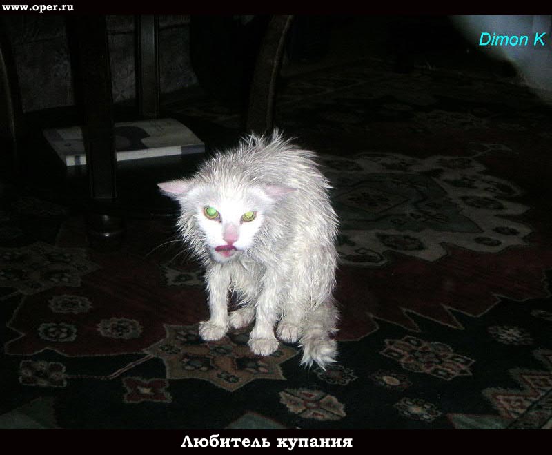 Любитель купания