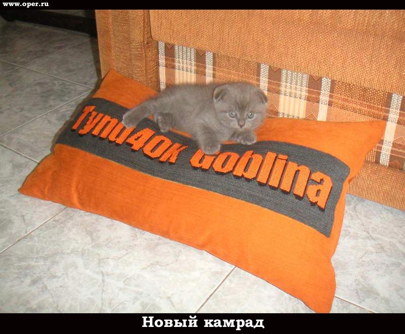 Новый камрад
