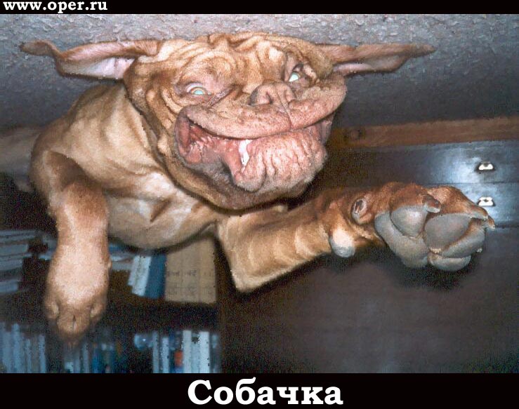 Собачка