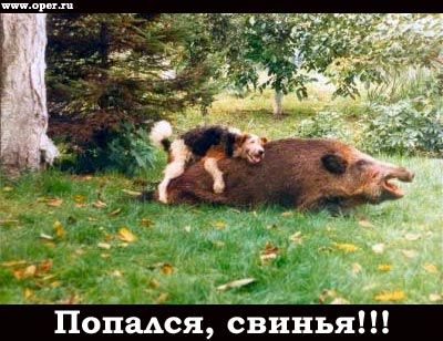 Попался