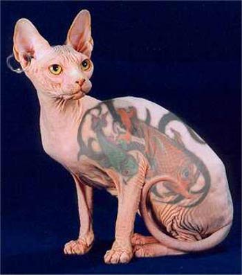 Котоякудза