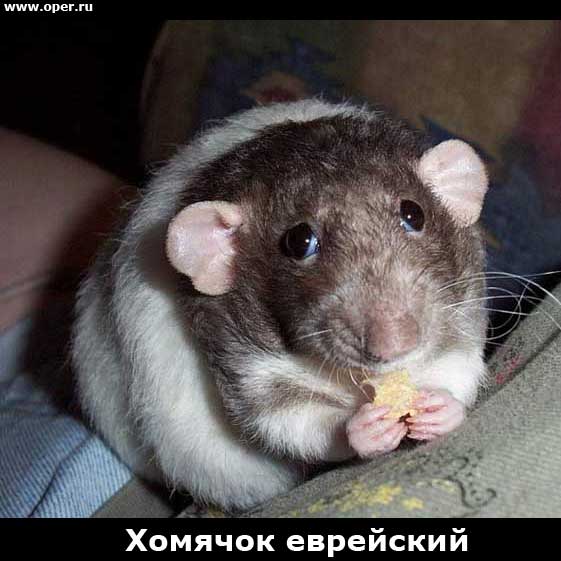Хомячок 