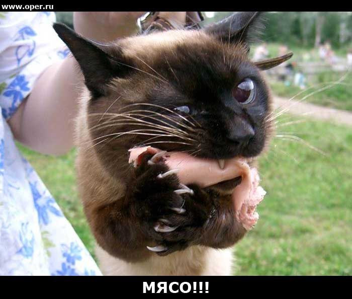Мясо!!!