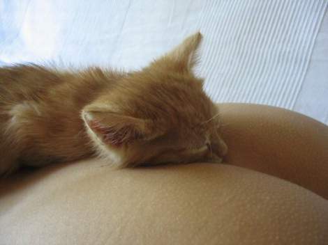 Мартовский кот