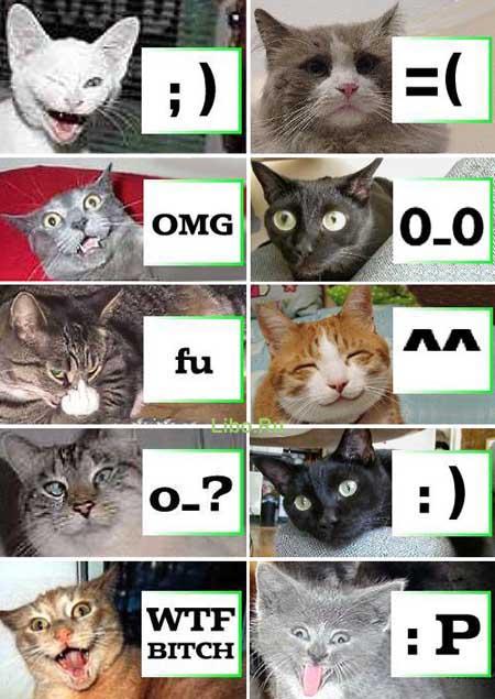 Котосмайлы