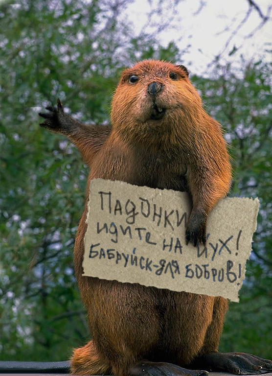 Бобровый призыв   [R]  