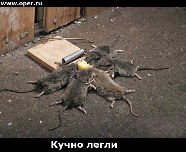 Кучно легли