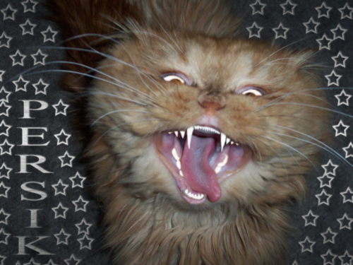 Чеширский кот