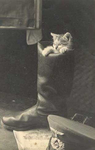 Котейко