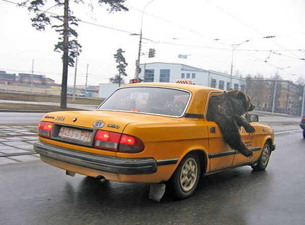 С преведом