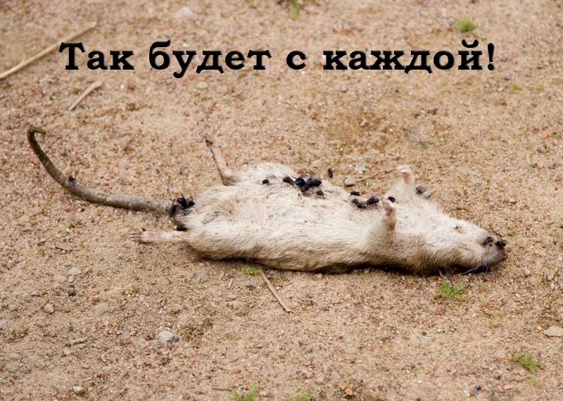 Крыса 