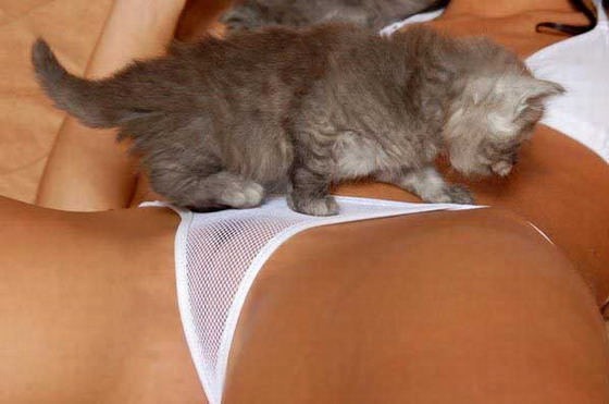 Pussycat   [R]  