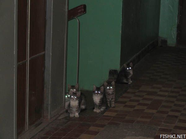 Они ждут
