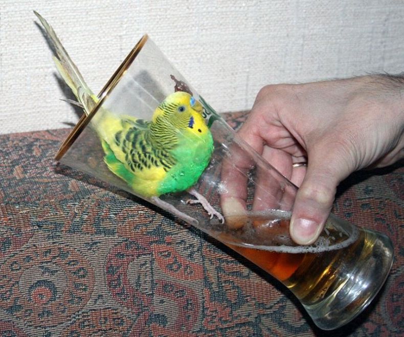Дайте клюв промочить!