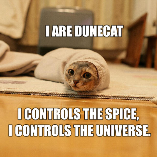 Коты Дюны