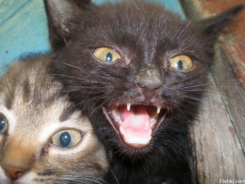 THIS IS SPARTA!!!