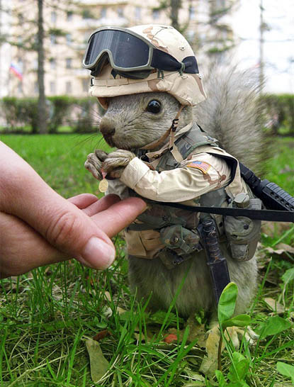 Боевая белка